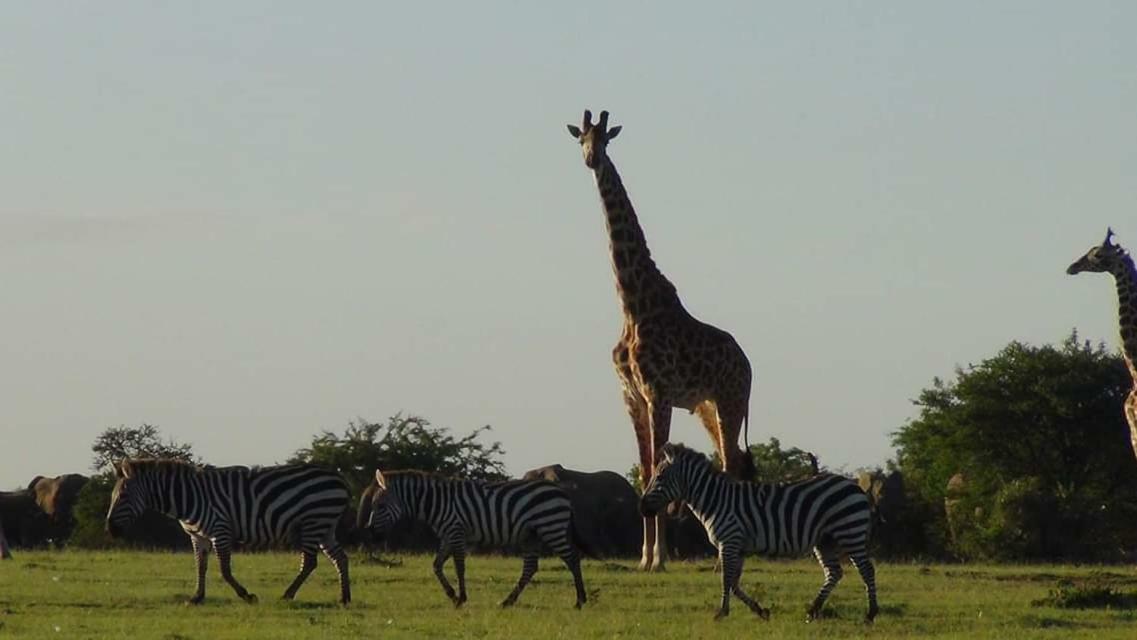 Narasha Homestay - Maasai Mara Talek Exterior photo